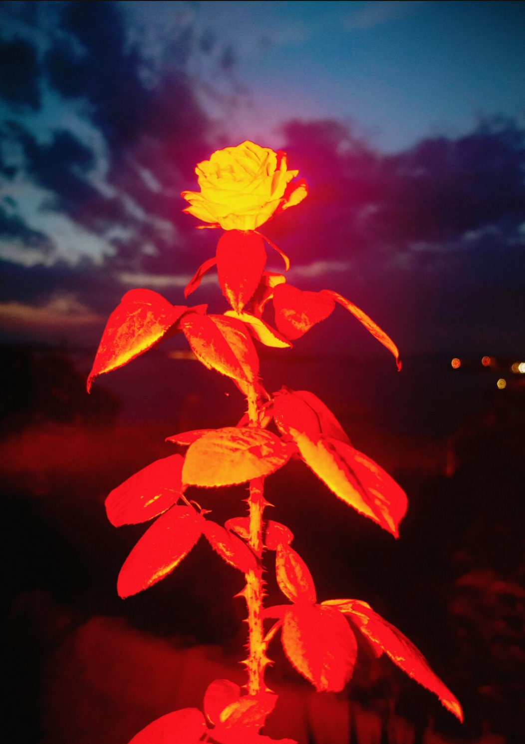 "Silent Bloom" (in Spiky Frame)